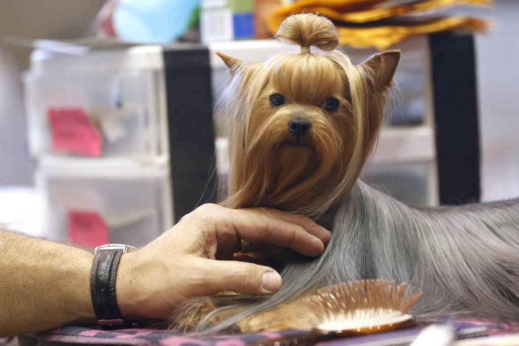 A Yorkshire terrier is groomed on the last day of a show held by the Chicago International Kennel Club at McCormick Place in 2014.  The New Great American Dog Show follows in the footsteps of the Chicago International Kennel Club.