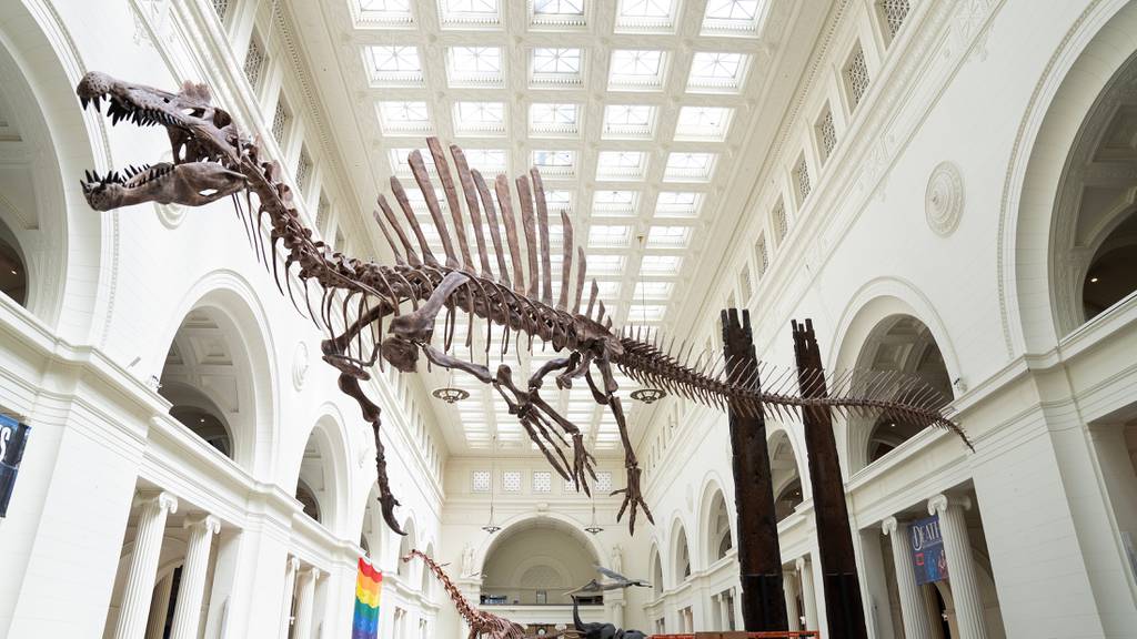A new Spinosaurus roster hangs in the main Stanley Field Hall of the Field Museum on the Museum Campus in Chicago.