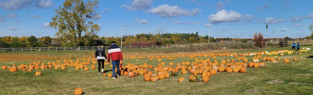 Visitors at Abbey Farms in Aurora examine pumpkins during the Pumpkin Daze festival, which continues over the weekend.