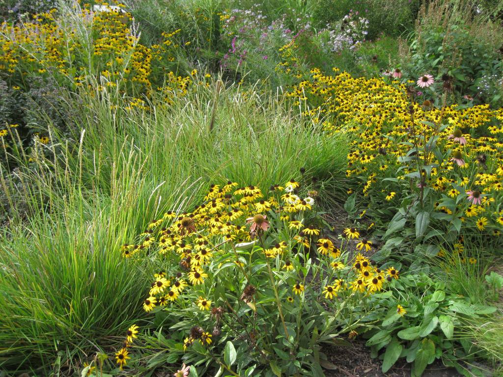 Native flowers such as black-eyed Susans and purple coneflowers highlight the landscape design at the Roy Diblik Garden at the Beverly Arts Center, where the Morgan Park-Beverly Hills Garden Club showcases sustainable gardening practices.