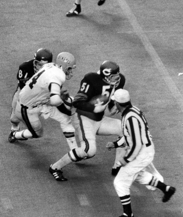 Bears' Dick Butkus intercepts a pass thrown to Cincinnati's Bob Trumpy in the fourth quarter of a game on November 26, 1972. 