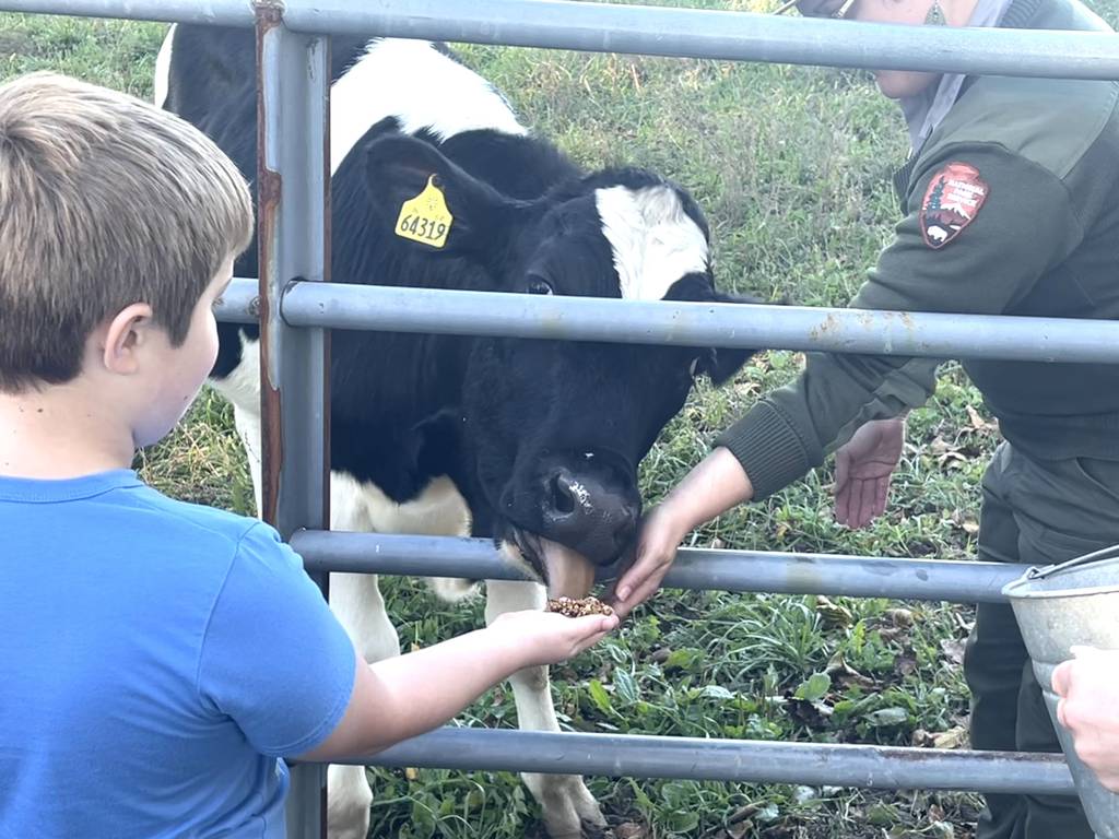 WP Monnig, 8, of St. Louis, Missouri, feeds one of the cows at Chellberg Farm on Sunday, Oct. 22, 2023, as part of visiting day.  WP and his family were spending their autumn holidays in the area.