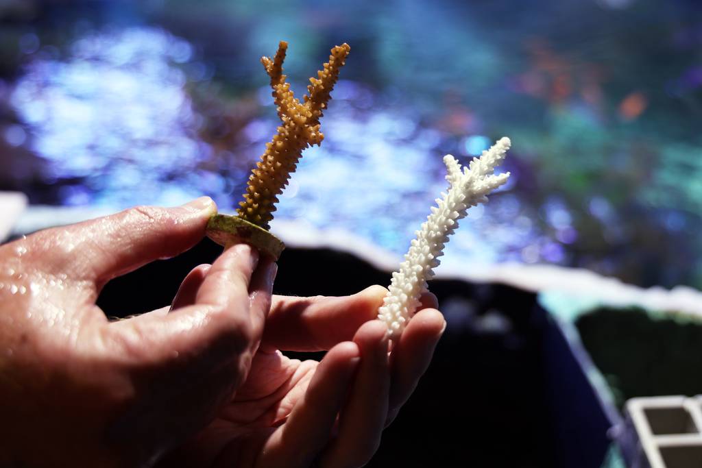 Living coral is seen on the left and dead coral is on the right at the Shedd Aquarium on October 18, 2023. 
