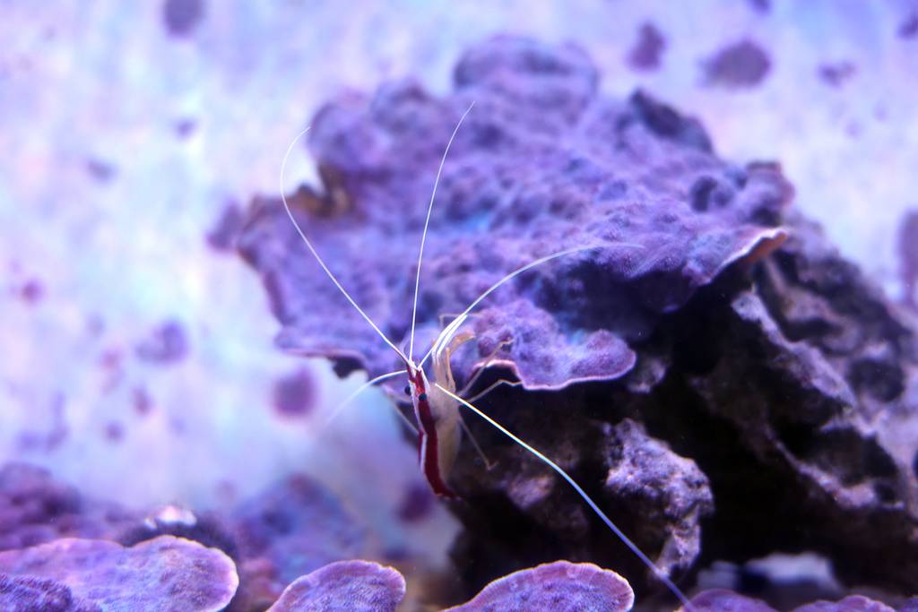 A shrimp eats algae from corals at the Shedd Aquarium on October 18, 2023.  
