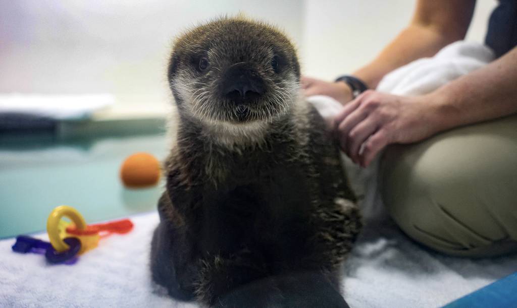 A juvenile northern otter, tentatively referred to as Pup EL2306, plays in his home area at the Shedd Aquarium in Chicago on Dec. 7, 2023.  Plans to name him will come later. 