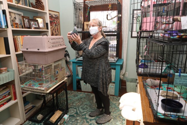 Susan Jicha lets a rescued pigeon named Greta out of its cage at her home in Chicago's Uptown neighborhood on February 7, 2024.  Jicha is a founding member of Great Lakes Pigeon Rescue and currently has seven pigeons under her care at home.  (John J. Kim/Chicago Tribune)