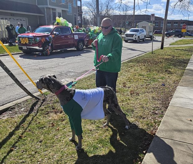 St.  Norm Boyd of St. Charles took his 10-month-old Great Dane, Phoebe, to St. Louis on Saturday.  Held in Charles, the annual St.  Patrick took me to the parade.  (For David Sharos/Beacon News)