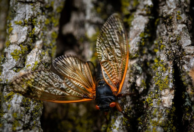 Brood X cicadas in the Danville area on June 10, 2021.  (E. Jason Wambsgans/Chicago Tribune)