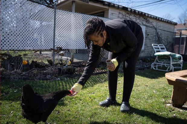 Shaunté Brewer feeds her chickens in her backyard in Chicago on March 6, 2024.  (E. Jason Wambsgans/Chicago Tribune)